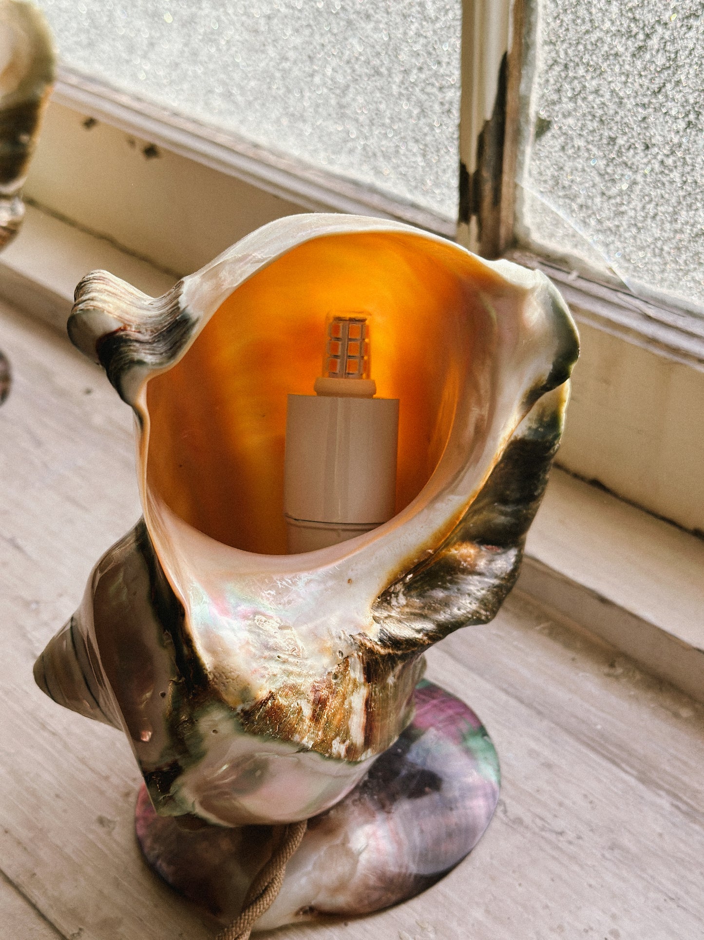 Nautilus Shell lamps