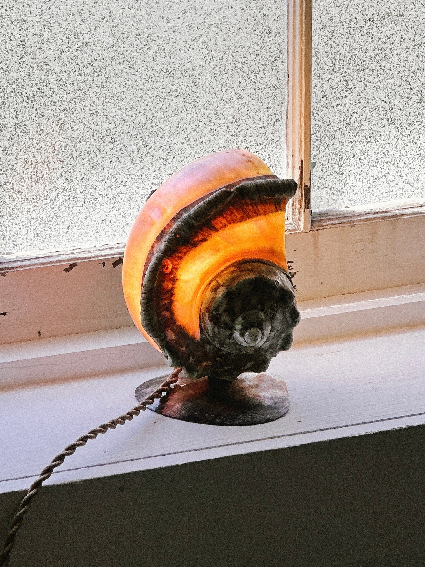 Nautilus Shell lamps