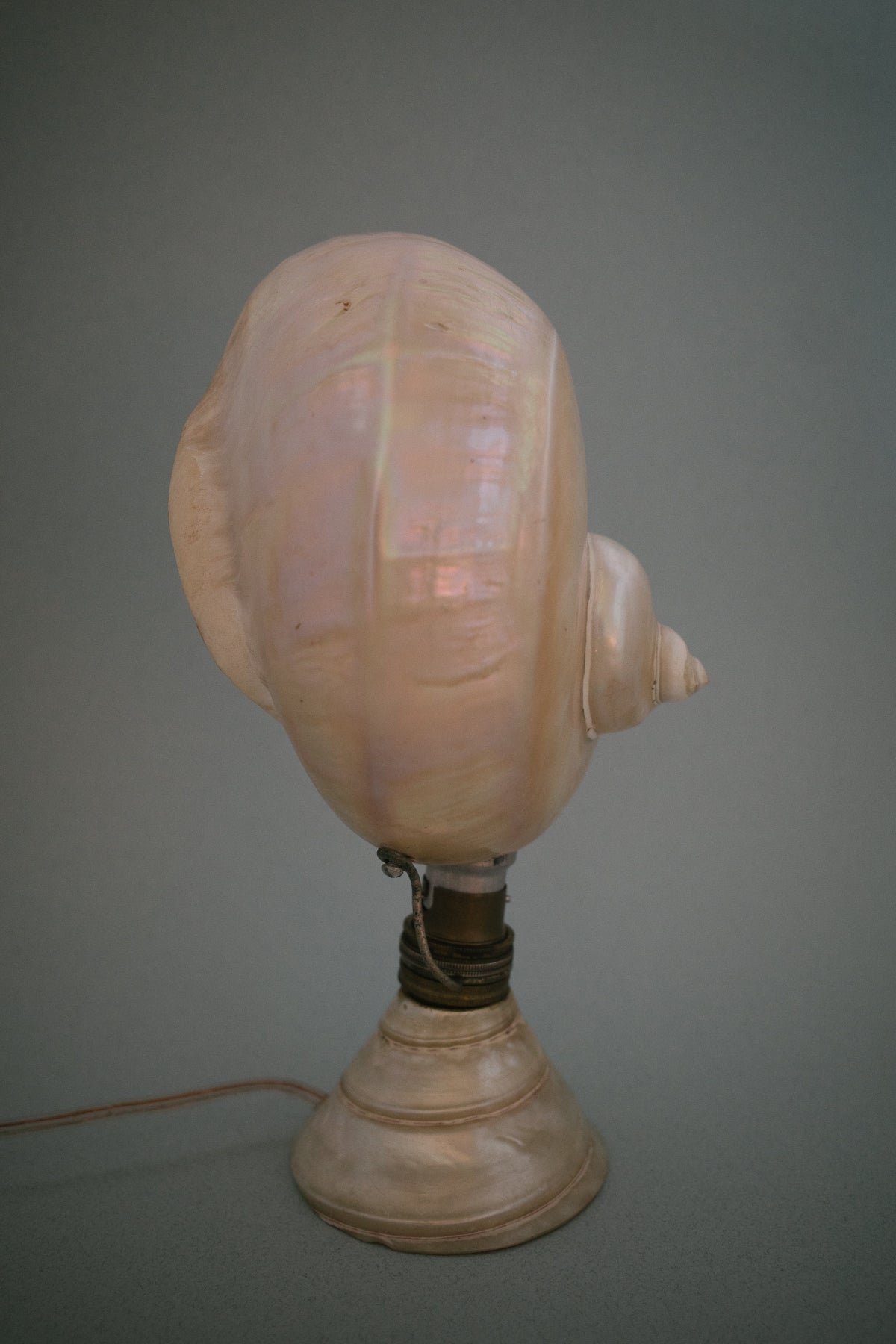 Artisan Nautilus Seashell Lamp